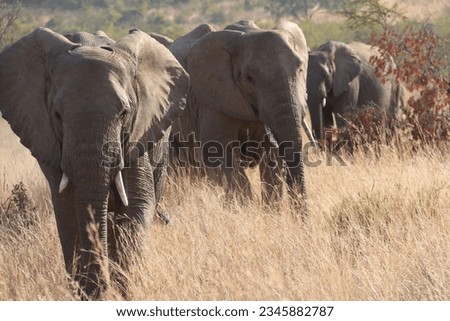 Frontal picture of herd of elephants walking through the African Savannah grass during the day 