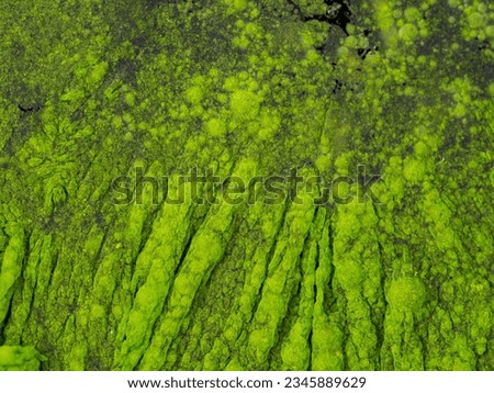 Cyanobacteria, Cyanobacteriota or Cyanophyta a layer on the water surface, water pollution,  macro photography