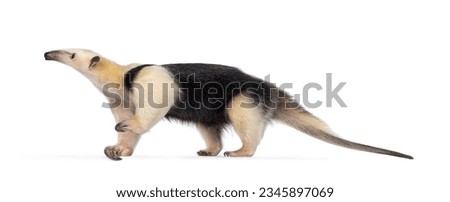 Southern anteather aka Tamandua tetradactyla walking side ways. Looking to the side showing profile with head up. Isolated on a white background.