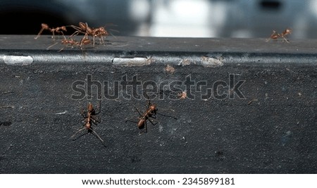 Red fire ant walking on the wall, natural blur blackground.
