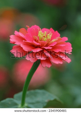 Zinnia elegans (Zinnia violacea) known as youth-and-age, common zinnia or elegant zinnia, bloom in the garden. Pink-Orange flower in the garden. Close up. Macro Photography Royalty-Free Stock Photo #2345900481