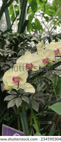 a picture of a yellow orchid flower