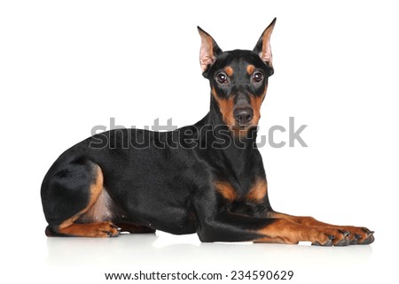German pinscher on a white background Royalty-Free Stock Photo #234590629
