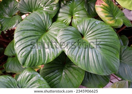 Cordate as same heart shaped leaves after the rain. Royalty-Free Stock Photo #2345906625