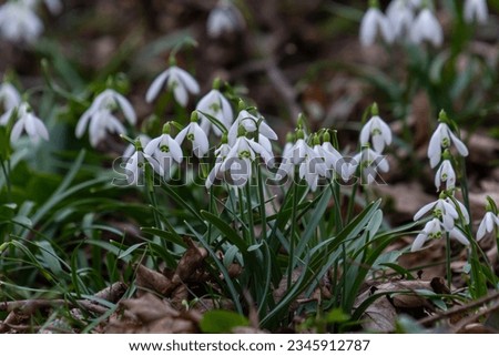 White snowdrop flowers close up. Galanthus blossoms illuminated by the sun in the green blurred background, early spring. Galanthus nivalis bulbous, perennial herbaceous plant in Amaryllidaceae family Royalty-Free Stock Photo #2345912787