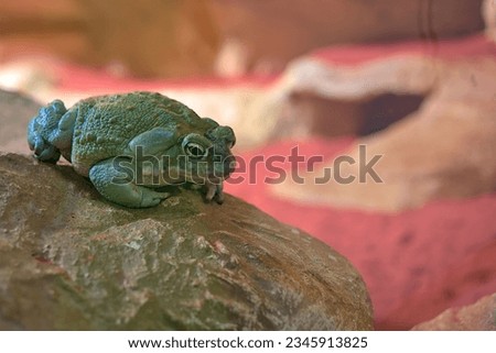 Colorado River toad  or Sonoran Desert toad. Poisonous wildlife animal.
