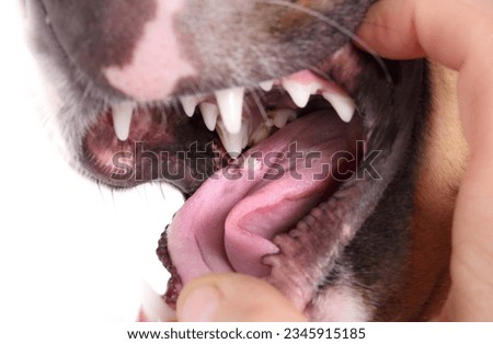 Dog with oral wart or canine oral papilloma on tongue. Examination by pet owner or veterinarian. Cauliflower like benign tumor spread dog-by-dog by sharing. Contagious papillomavirus. Selective focus. Royalty-Free Stock Photo #2345915185