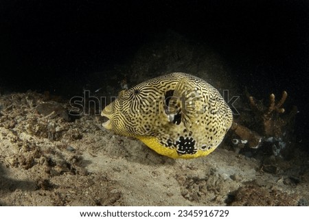 Map puffer on the seabed in Raja Ampat. Scribbled puffer fish during night dive. Kesho fugu is swimming near the coral. Fat yellow fish is slowly swimming on the bottom. 
