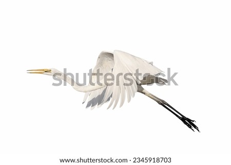 Beautiful of Eastern great egret flying isolated on white background. Royalty-Free Stock Photo #2345918703