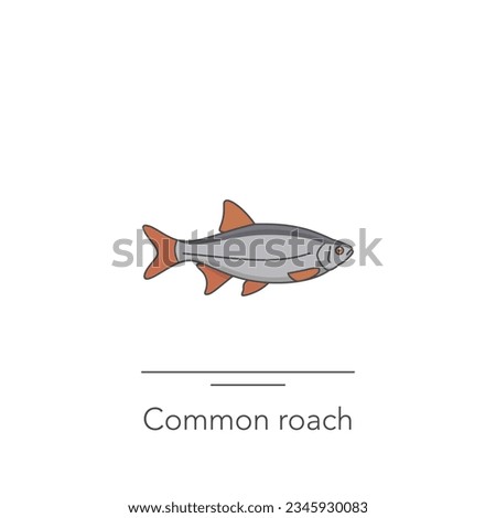 Common roach icon. Outline colorful icon of roach fish on white. Vector illustration