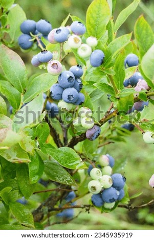 Low bush blueberry Vaccinium angustifolium plant cultivated in garden ripening lowbush blueberries after rain Royalty-Free Stock Photo #2345935919