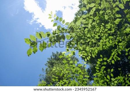close-up of tree leaves against the blue sky