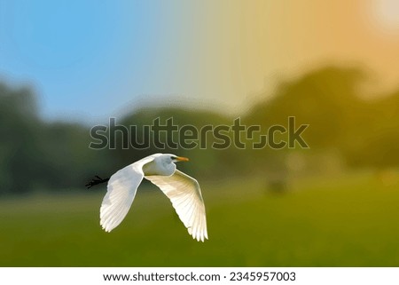 A white Eastern great egret bird in flight. Bird wallpaper. Wildlife photography