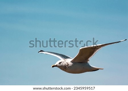 a seagull flying through a clear blue sky. The seagull is a large seabird with white feathers and a black back. It is a common sight in coastal areas, and it is often seen flying overhead.