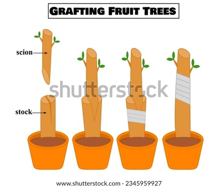 How to grafting fruit trees.Vegetative reproduction.Botany.Propagation or transplant of plants.Graftage diagram.Bark graft.Gardening.Science or biology infographic.Cartoon vector illustration. Royalty-Free Stock Photo #2345959927