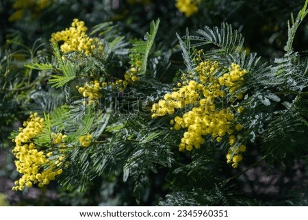 A picture of mimosa tree with flowers