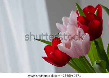A picture of pink and red tulips