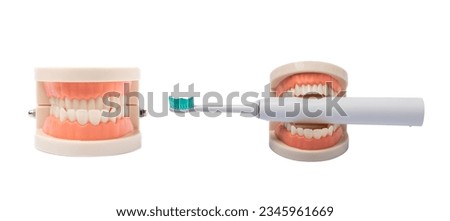 Jaw teeth model isolated on white background. The concept of dental care. Creative minimal layout. healthy teeth. Dentistry. Dentist concept.
