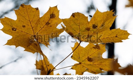 yellow tree leafs close-up in Fall season. Shallow depth of field. autumn park or forest. natural background. autumn season. macro photography. yellow maple leaves