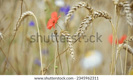 wheat field, spikelets of wheat with wildflowers. natural background. delicate red poppy flowers. spring and summer. red wild poppy blooms in a field, close-up. harvest. grain harvest season. focus