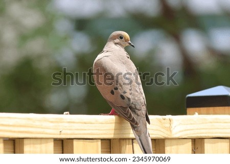 Beautiful closeup outdoor picture mourning dove natural environment gray feathers wings beak perched brown fence attractive green leaves background sunny summer afternoon Nottingham Maryland USA 
