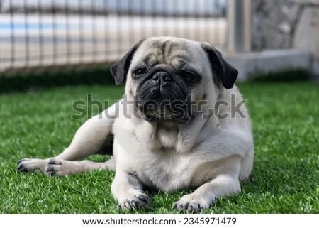 A cute picture of a pug