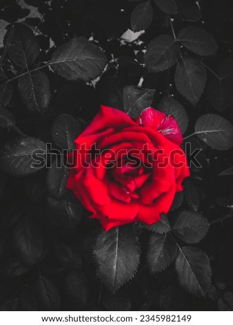 edited picture of flower with dulldark background.
