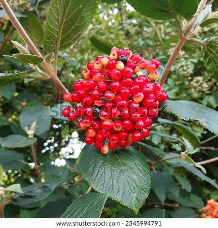 Wayfaring tree Viburnum lantana  red berries  fruits. Flower with red berries  Royalty-Free Stock Photo #2345994791