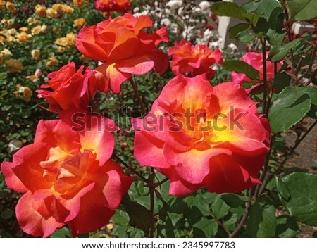 Close up of vibrant colorful Mardi Gras Floribunda roses