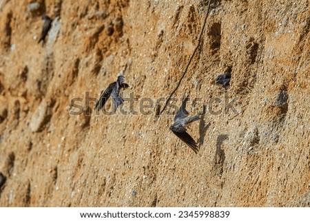 The sand martin (Riparia riparia) flies into the hole