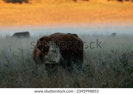 Brown cow photographed very close and low