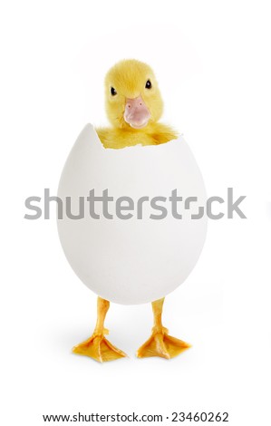 Little easter duckling coming out of a white egg Royalty-Free Stock Photo #23460262