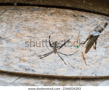 Saturday August 12th, this is a photo of a spider trapping a grasshopper 