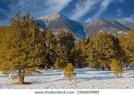 Mt. Humphreys in the winter with snow on top and snow and snowmen in the foreground, Flagstaff, Arizona. Royalty-Free Stock Photo #2346039885