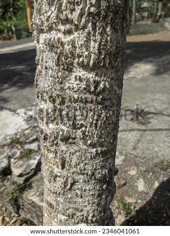 Moringa oleifera tree bark in the garden
