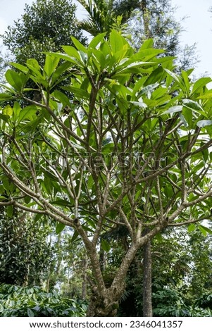Magnolia champaca tree in south india.          