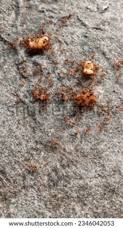 a colony of fire ants is picking up crumbs for a snack
