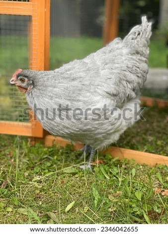 Picture of a lavender chicken, farm animals, homesteading, free chicken