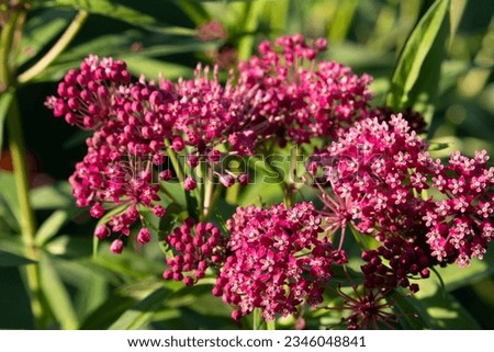 Macro abstract texture background of vibrant emerging rosy pink blossoms and buds on a swamp milkweed plant (asclepias incarnata) in a sunny butterfly garden.
 Royalty-Free Stock Photo #2346048841