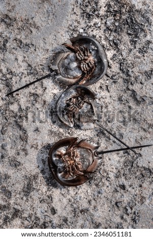 carcinoscorpius rotundicauda crab laying upside down Royalty-Free Stock Photo #2346051181