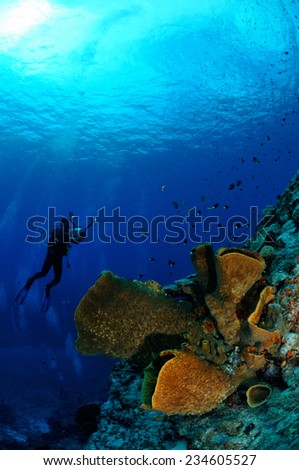 Diver and barrel sponge Verongula gigantea in Banda, Indonesia underwater photo. The diver is taking picture.