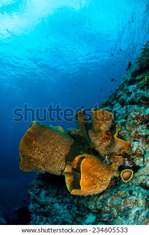 Barrel sponge Verongula gigantea in Banda, Indonesia underwater photo. The barrel sponge has brown color.