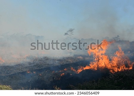 the fire in the sugarcane plantation land was burned after the harvest was very good