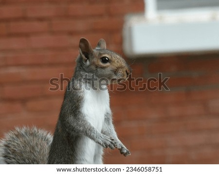 squirrel standing up red backgrond brick