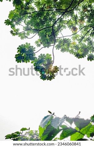 portrait of leaves in the clouds
