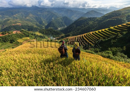 Rice fields on terraced of Mu Cang Chai, YenBai, Vietnam. Rice fields prepare the harvest at Northwest Vietnam Royalty-Free Stock Photo #234607060