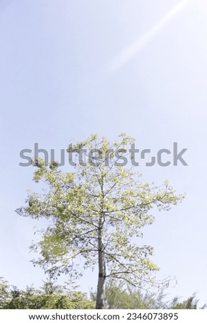 a picture of a tree that stands tall against a clear morning sky