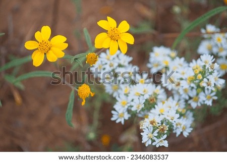 Beautiful yellow wildflowers, Flagstaff, Arizona.