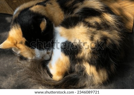 The tricolor cat sleeps curled up. Close-up.