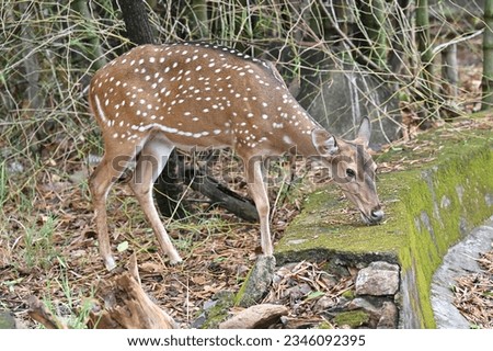 A Indian deer  spotted at Arignar Anna Zoological Park, Vandalur, Chennai, Tamilnadu, India Royalty-Free Stock Photo #2346092395
